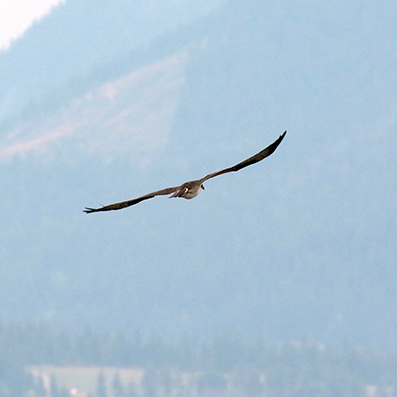 Osprey - Visarend